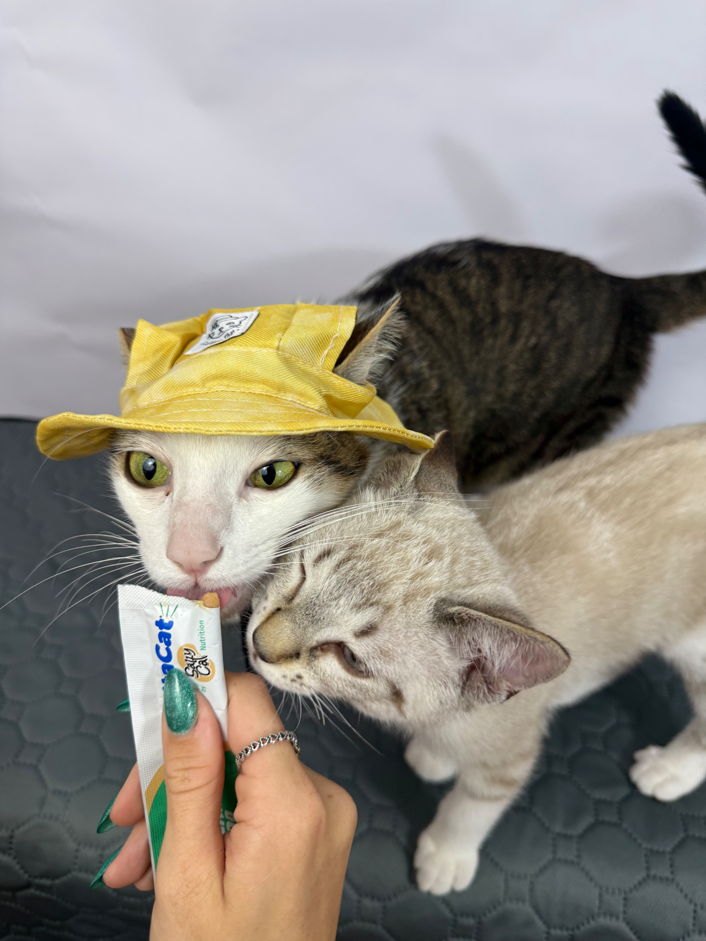 Bambi in a yellow hat sharing a treat with Gobo today