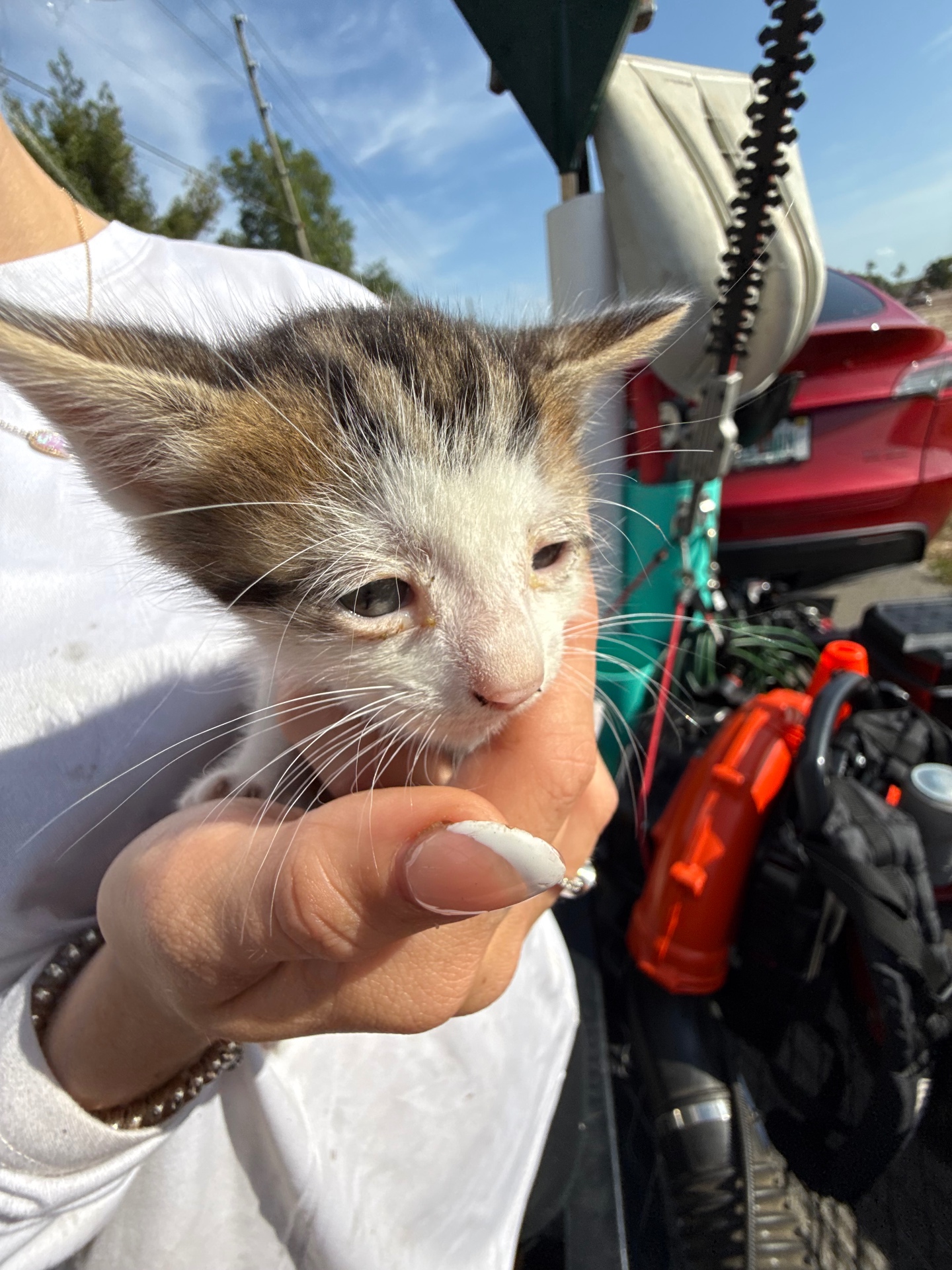 Three-week-old Bambi on the day he was found in April 2025