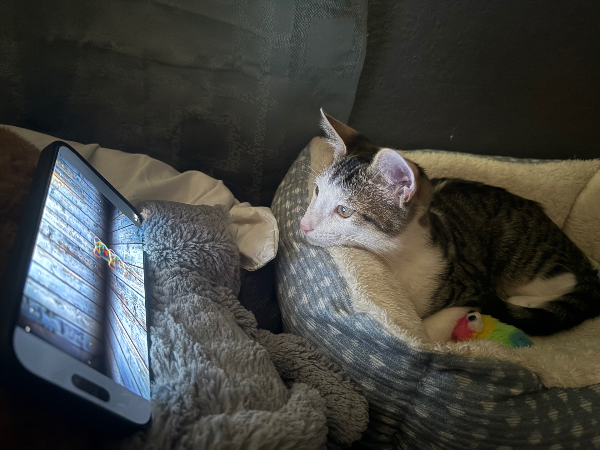 Bambi relaxing in his bed after playtime in late 2025