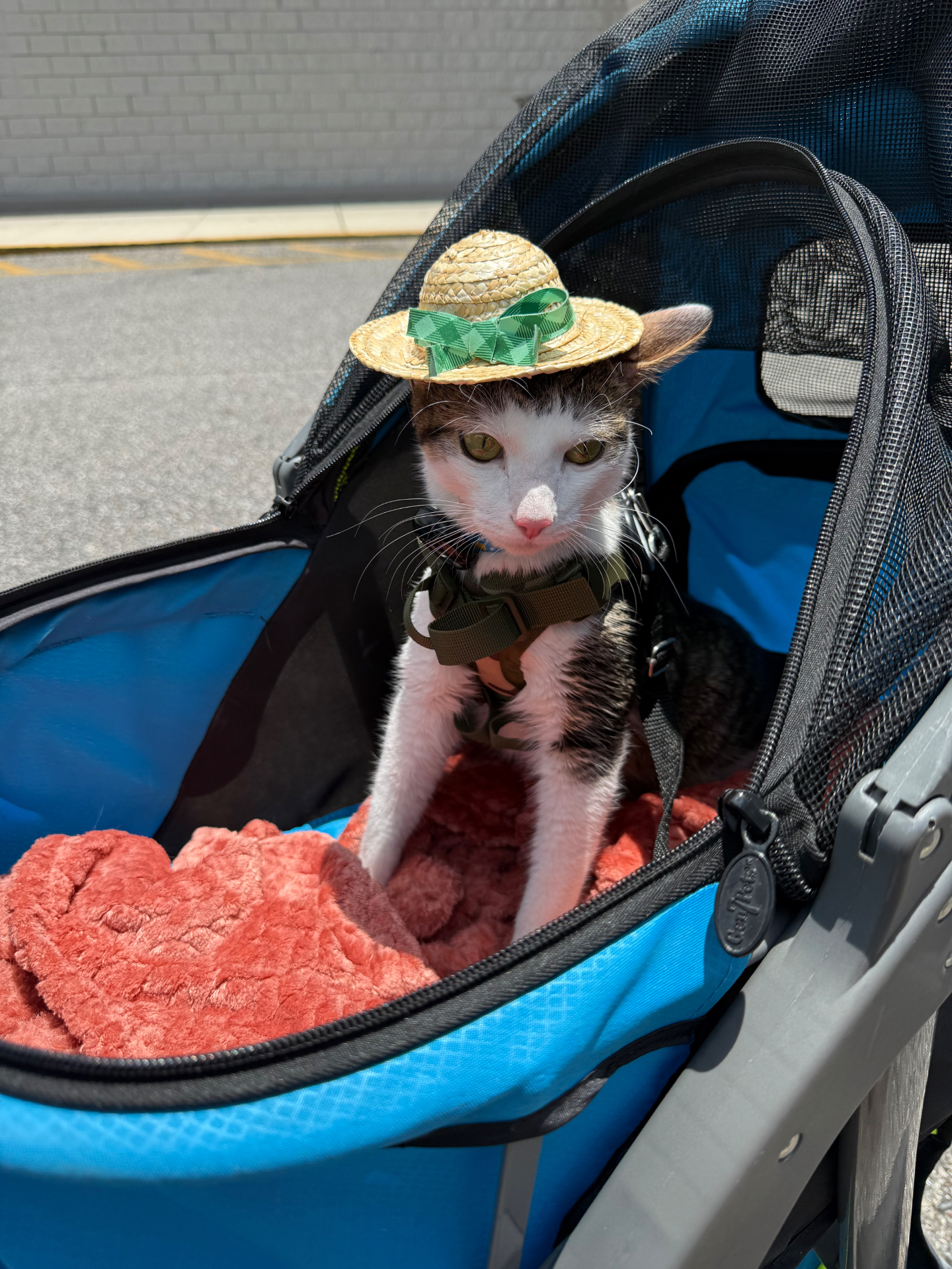 Bambi wearing his first hat outdoors in June 2026