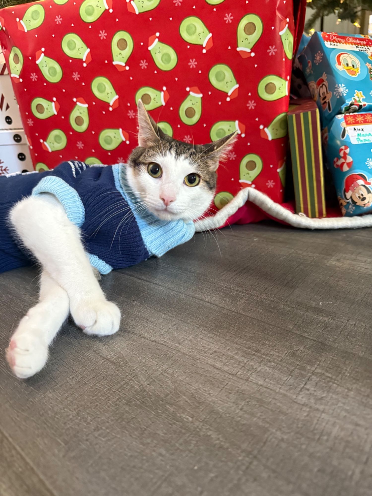 Bambi wearing a blue sweater for his first Christmas in 2025