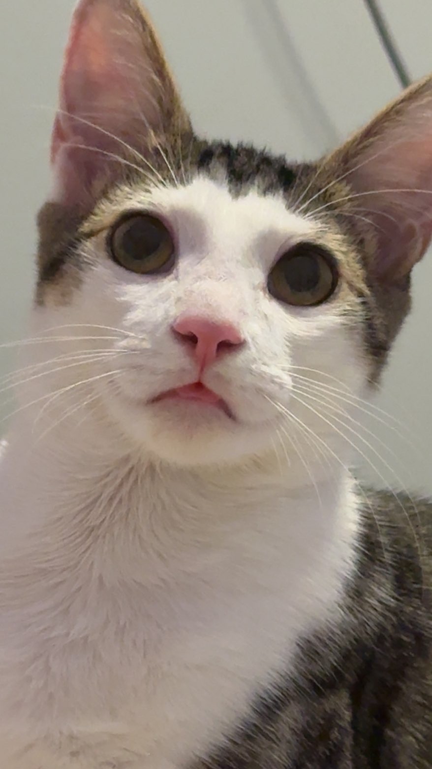 A close-up of Bambi showing his goofy personality