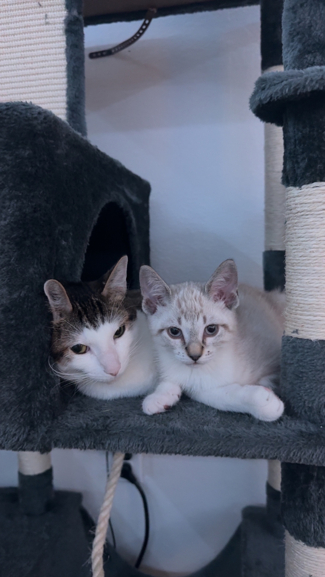 Bambi and his brother Gobo relaxing together on the cat tree